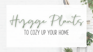 Hygge plants to cozy up your home
