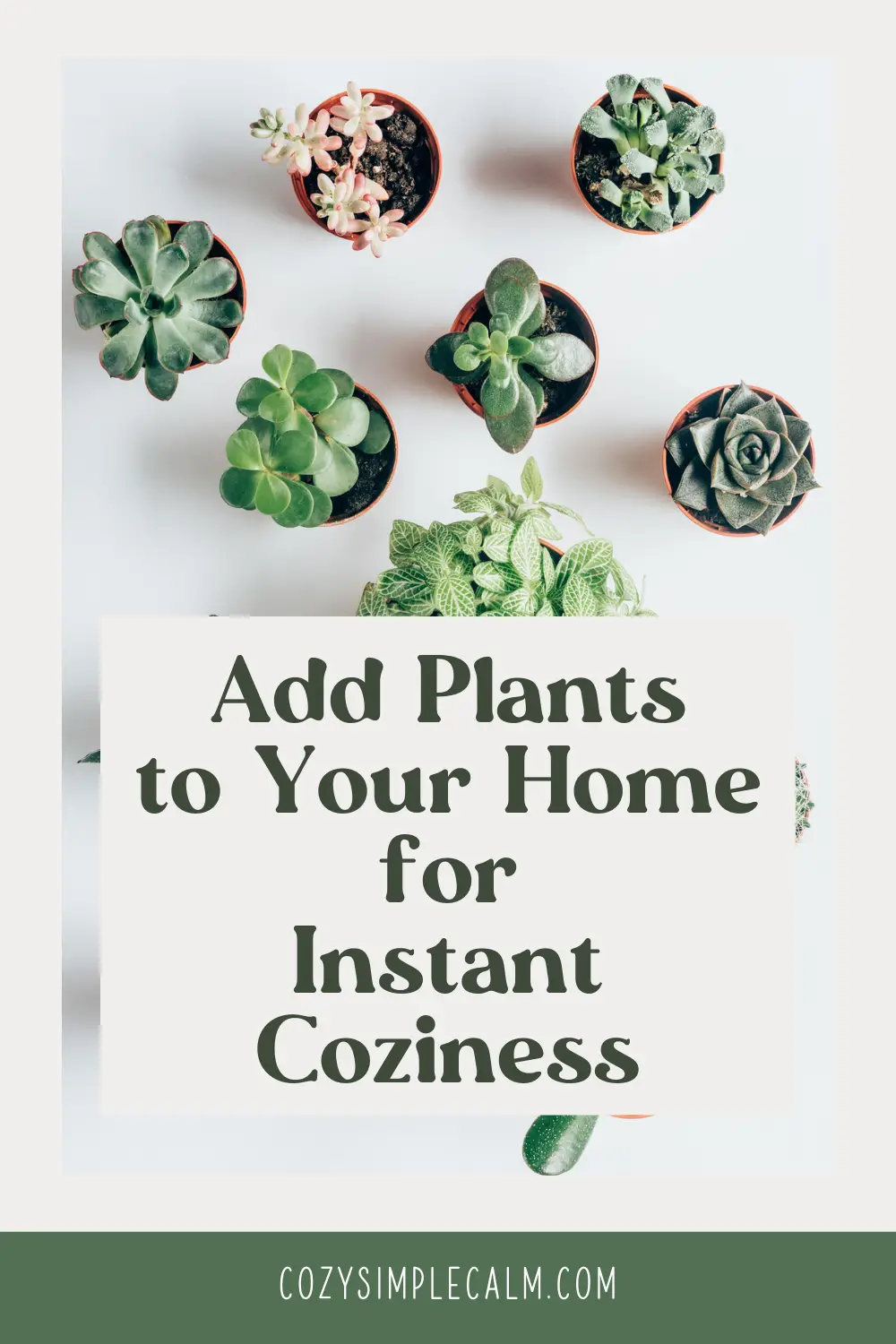 Image of various potted succulents - Text overlay: Add plants to your home for instant coziness - cozyimplecalm.com
