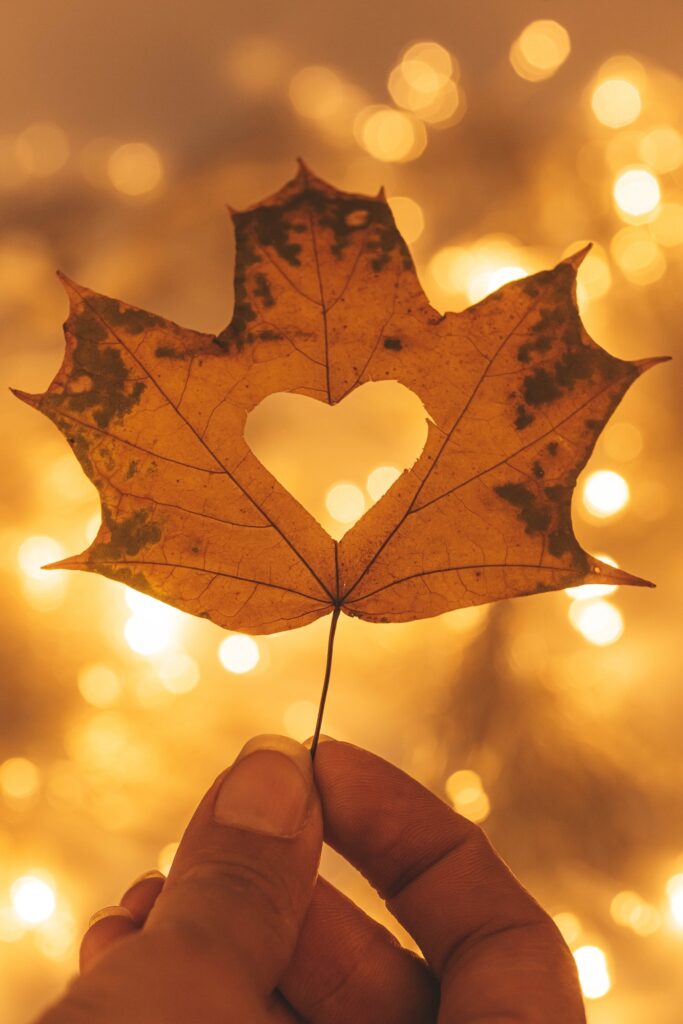 a heart shaped fall leaf