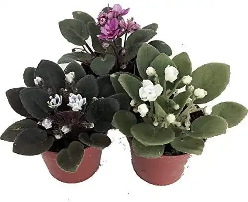 Three African Violet Plants