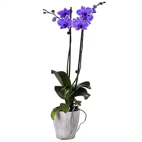 DecoBlooms Living Purple Orchid Plant