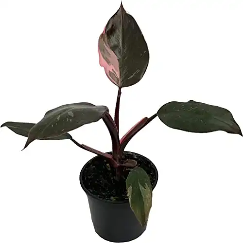 Pink Princess Philodendron Live Indoor Houseplant