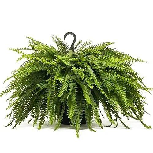 Lively Root Boston Fern, 6 inch