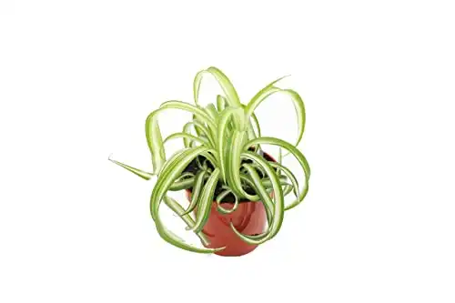 Bonnie Curly Spider Plant