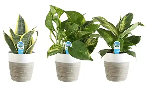 Costa Farms Live House Plant Collection
