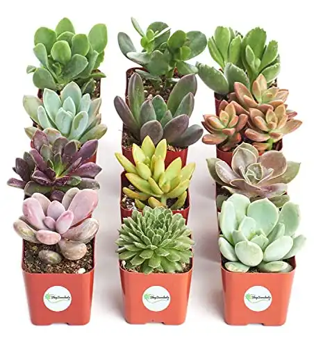 Variety Pack of Mini Succulents, Collection of 12