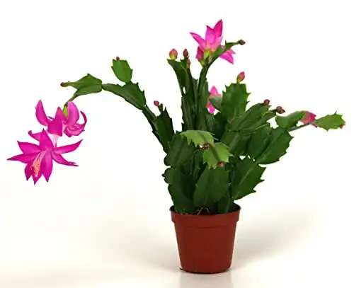 Christmas Cactus Live Plant