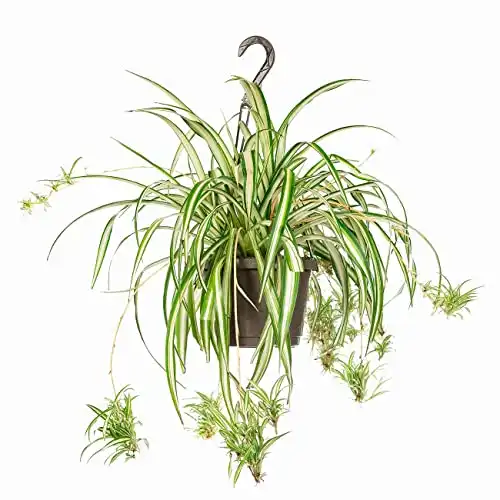 PERFECT PLANTS Spider Plant Hanging Basket