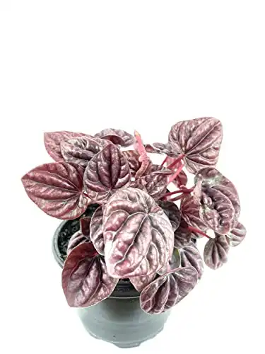 Peperomia Schumi Red Live Plant