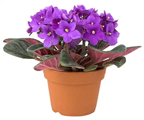 African Violet Plant, 4" Pot