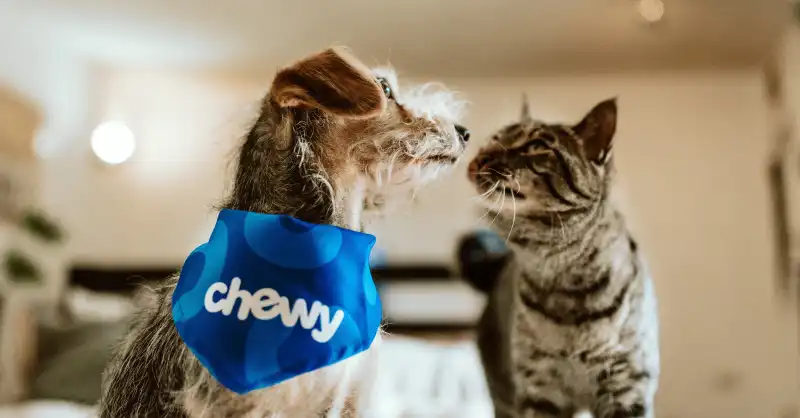 Chewy.com - Pet Food, Products, Supplies at Low Prices